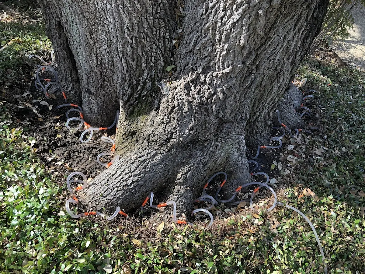 Detailed Tree Cabling and Bracing job site in Lind