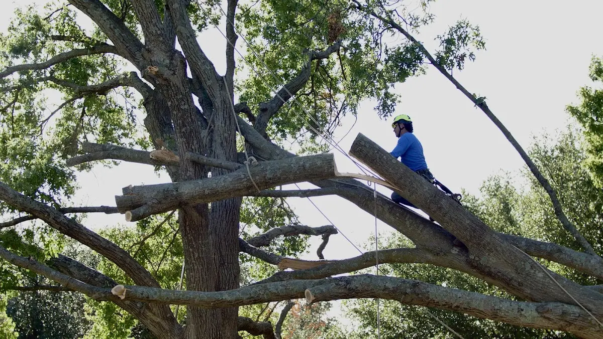 Professional Crown Thinning performed by certified arborists in Lind